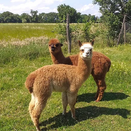 Airone E Cormorano Appartement